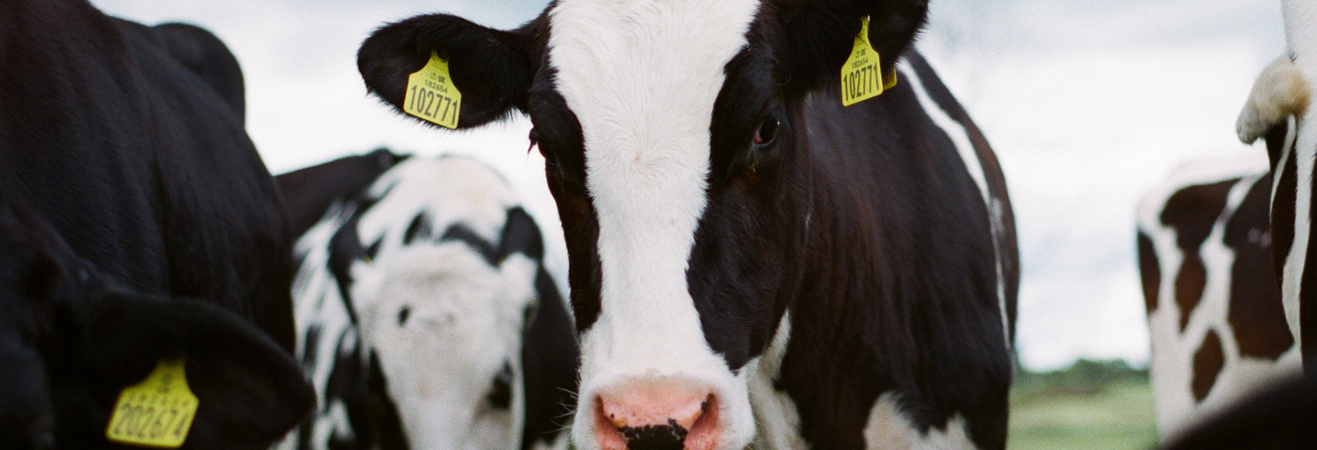 cow slider